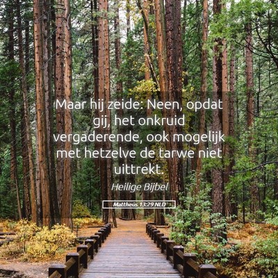 Picture 05 - Mattheüs 13:29 NLD - Maar hij zeide: Neen, opdat gij, het onkruid - Bible Verse Picture