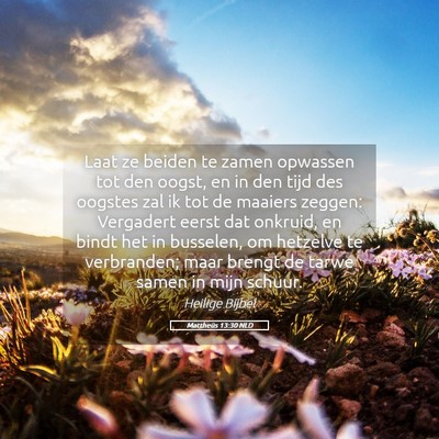 Picture 05 - Mattheüs 13:30 NLD - Laat ze beiden te zamen opwassen tot den oogst, - Bible Verse Picture