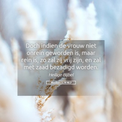 Picture 05 - Numberi 5:28 NLD - Doch indien de vrouw niet onrein geworden is, - Bible Verse Picture