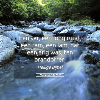 Picture 05 - Numberi 7:39 NLD - Een var, een jong rund, een ram, een lam, dat - Bible Verse Picture