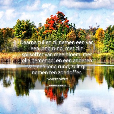 Picture 05 - Numberi 8:8 NLD - Daarna zullen zij nemen een var, een jong rund, - Bible Verse Picture