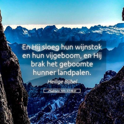 Picture 05 - Psalmen 105:33 NLD - En Hij sloeg hun wijnstok en hun vijgeboom, en - Bible Verse Picture