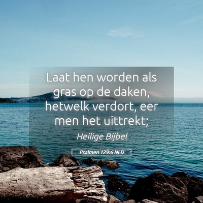 Picture 05 - Psalmen 129:6 NLD - Laat hen worden als gras op de daken, hetwelk - Bible Verse Picture