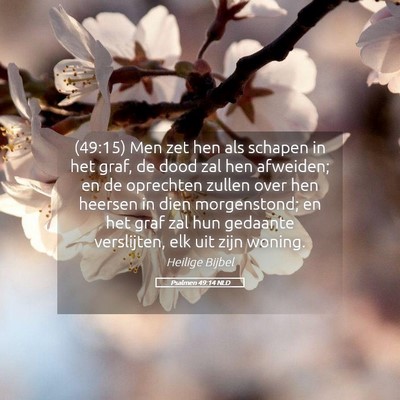 Picture 05 - Psalmen 49:14 NLD - (49:15) Men zet hen als schapen in het graf, de - Bible Verse Picture