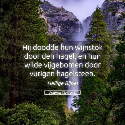 Picture 05 - Psalmen 78:47 NLD - Hij doodde hun wijnstok door den hagel, en hun - Bible Verse Picture