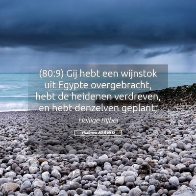 Picture 05 - Psalmen 80:8 NLD - (80:9) Gij hebt een wijnstok uit Egypte - Bible Verse Picture