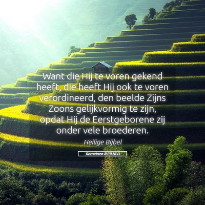Picture 05 - Romeinen 8:29 NLD - Want die Hij te voren gekend heeft, die heeft Hij - Bible Verse Picture