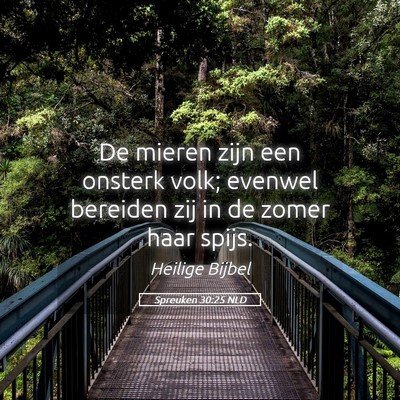 Picture 05 - Spreuken 30:25 NLD - De mieren zijn een onsterk volk; evenwel bereiden - Bible Verse Picture