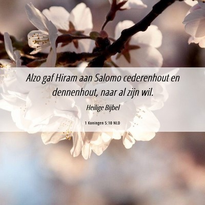 Picture 06 - 1 Koningen 5:10 NLD - Alzo gaf Hiram aan Salomo cederenhout en - Bible Verse Picture