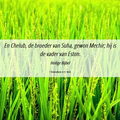 Picture 06 - 1 Kronieken 4:11 NLD - En Chelub, de broeder van Suha, gewon Mechir; hij - Bible Verse Picture