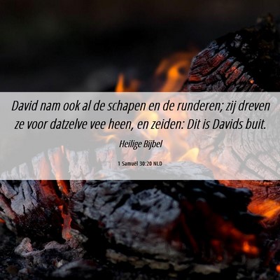 Picture 06 - 1 Samuël 30:20 NLD - David nam ook al de schapen en de runderen; zij - Bible Verse Picture