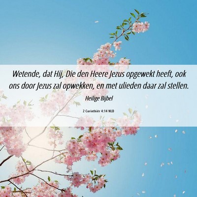 Picture 06 - 2 Corinthiër 4:14 NLD - Wetende, dat Hij, Die den Heere Jezus opgewekt - Bible Verse Picture