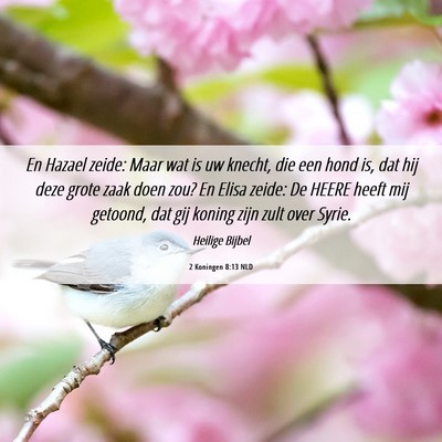 Picture 06 - 2 Koningen 8:13 NLD - En Hazael zeide: Maar wat is uw knecht, die een - Bible Verse Picture