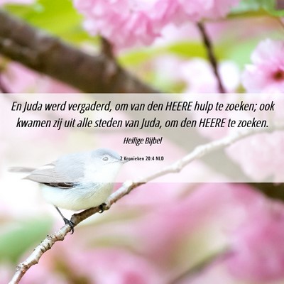 Picture 06 - 2 Kronieken 20:4 NLD - En Juda werd vergaderd, om van den HEERE hulp te - Bible Verse Picture