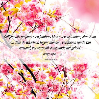 Picture 06 - 2 Timotheüs 3:8 NLD - Gelijkerwijs nu Jannes en Jambres Mozes - Bible Verse Picture