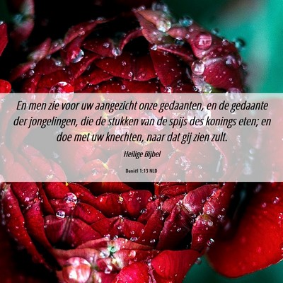 Picture 06 - Daniël 1:13 NLD - En men zie voor uw aangezicht onze gedaanten, en - Bible Verse Picture