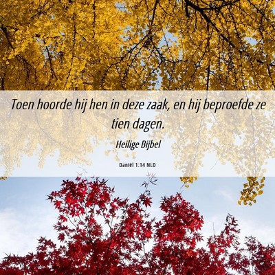 Picture 06 - Daniël 1:14 NLD - Toen hoorde hij hen in deze zaak, en hij - Bible Verse Picture