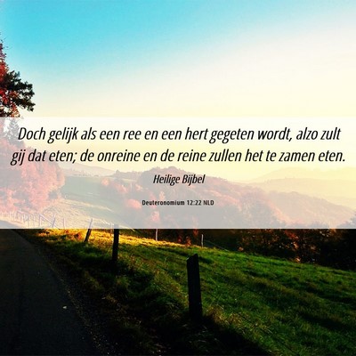Picture 06 - Deuteronomium 12:22 NLD - Doch gelijk als een ree en een hert gegeten - Bible Verse Picture