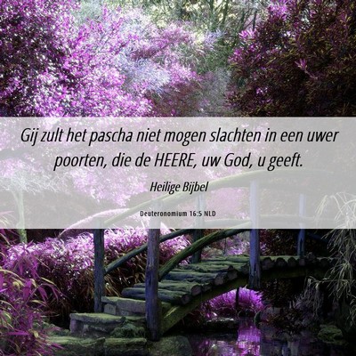 Picture 06 - Deuteronomium 16:5 NLD - Gij zult het pascha niet mogen slachten in een - Bible Verse Picture