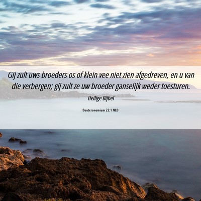 Picture 06 - Deuteronomium 22:1 NLD - Gij zult uws broeders os of klein vee niet zien - Bible Verse Picture
