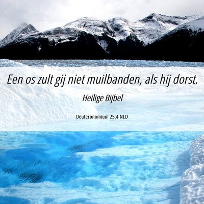 Picture 06 - Deuteronomium 25:4 NLD - Een os zult gij niet muilbanden, als hij - Bible Verse Picture