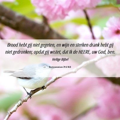 Picture 06 - Deuteronomium 29:6 NLD - Brood hebt gij niet gegeten, en wijn en sterken - Bible Verse Picture