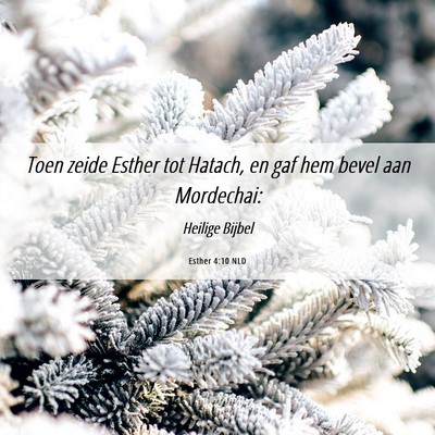 Picture 06 - Esther 4:10 NLD - Toen zeide Esther tot Hatach, en gaf hem bevel - Bible Verse Picture