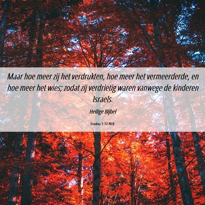 Picture 06 - Exodus 1:12 NLD - Maar hoe meer zij het verdrukten, hoe meer het - Bible Verse Picture