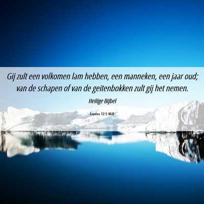 Picture 06 - Exodus 12:5 NLD - Gij zult een volkomen lam hebben, een manneken, - Bible Verse Picture