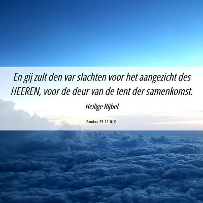 Picture 06 - Exodus 29:11 NLD - En gij zult den var slachten voor het aangezicht - Bible Verse Picture
