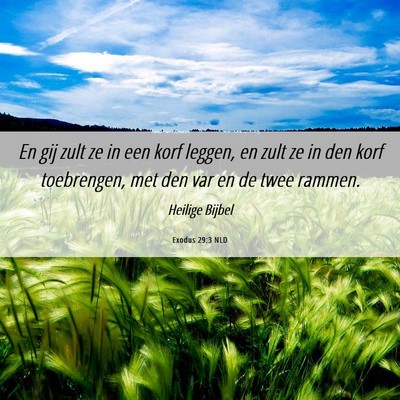 Picture 06 - Exodus 29:3 NLD - En gij zult ze in een korf leggen, en zult ze in - Bible Verse Picture