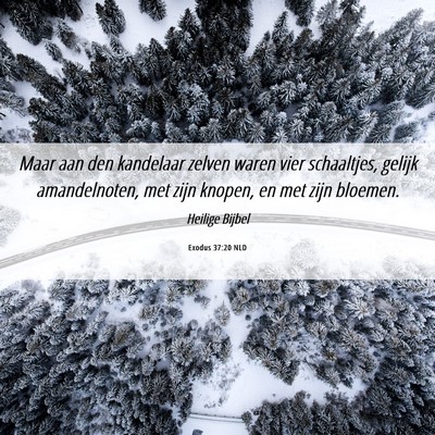 Picture 06 - Exodus 37:20 NLD - Maar aan den kandelaar zelven waren vier - Bible Verse Picture