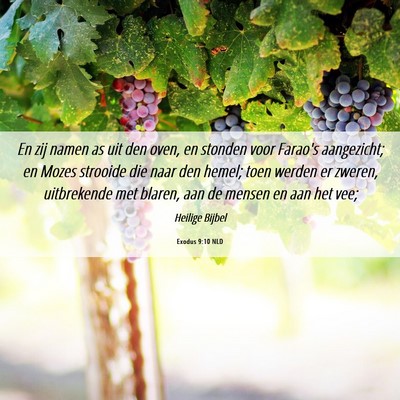 Picture 06 - Exodus 9:10 NLD - En zij namen as uit den oven, en stonden voor - Bible Verse Picture