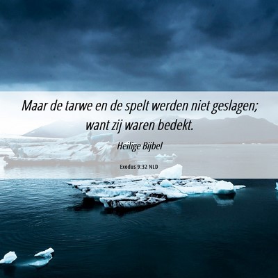 Picture 06 - Exodus 9:32 NLD - Maar de tarwe en de spelt werden niet geslagen; - Bible Verse Picture