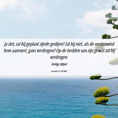Picture 06 - Ezechiël 17:10 NLD - Ja ziet, zal hij geplant zijnde gedijen? Zal hij - Bible Verse Picture