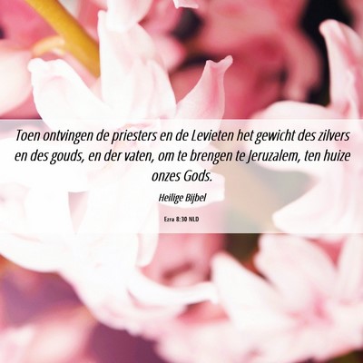 Picture 06 - Ezra 8:30 NLD - Toen ontvingen de priesters en de Levieten het - Bible Verse Picture