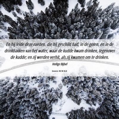 Picture 06 - Genesis 30:38 NLD - En hij leide deze roeden, die hij geschild had, - Bible Verse Picture