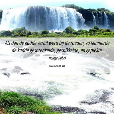 Picture 06 - Genesis 30:39 NLD - Als dan de kudde verhit werd bij de roeden, zo - Bible Verse Picture