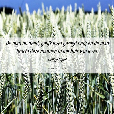 Picture 06 - Genesis 43:17 NLD - De man nu deed, gelijk Jozef gezegd had; en de - Bible Verse Picture