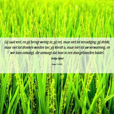 Picture 06 - Haggaï 1:6 NLD - Gij zaait veel, en gij brengt weinig in; gij eet, - Bible Verse Picture