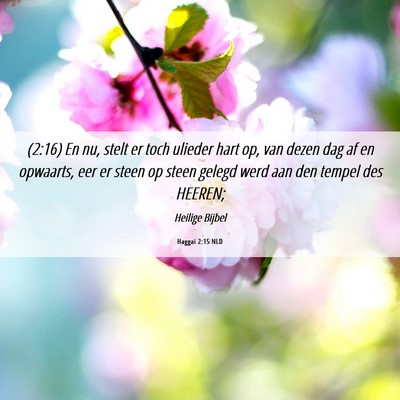 Picture 06 - Haggaï 2:15 NLD - (2:16) En nu, stelt er toch ulieder hart op, van - Bible Verse Picture