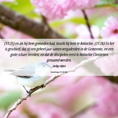 Picture 06 - Handelingen 11:26 NLD - (11:25) en als hij hem gevonden had, bracht hij - Bible Verse Picture