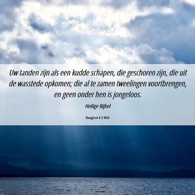 Picture 06 - Hooglied 4:2 NLD - Uw tanden zijn als een kudde schapen, die - Bible Verse Picture