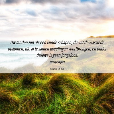 Picture 06 - Hooglied 6:6 NLD - Uw tanden zijn als een kudde schapen, die uit de - Bible Verse Picture