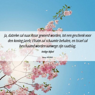 Picture 06 - Hosea 10:6 NLD - Ja, datzelve zal naar Assur gevoerd worden, tot - Bible Verse Picture