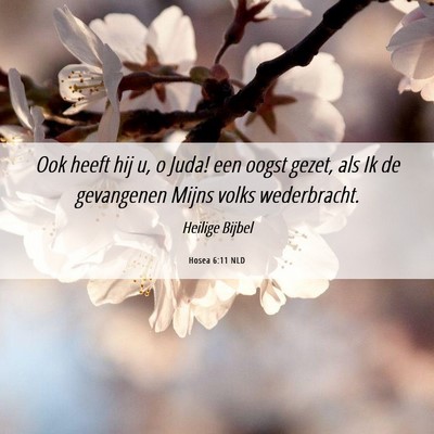 Picture 06 - Hosea 6:11 NLD - Ook heeft hij u, o Juda! een oogst gezet, als Ik - Bible Verse Picture