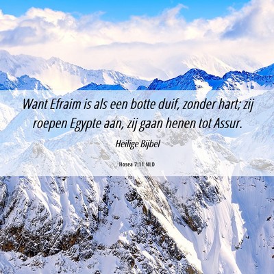 Picture 06 - Hosea 7:11 NLD - Want Efraim is als een botte duif, zonder hart; - Bible Verse Picture