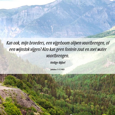 Picture 06 - Jakobus 3:12 NLD - Kan ook, mijn broeders, een vijgeboom olijven - Bible Verse Picture