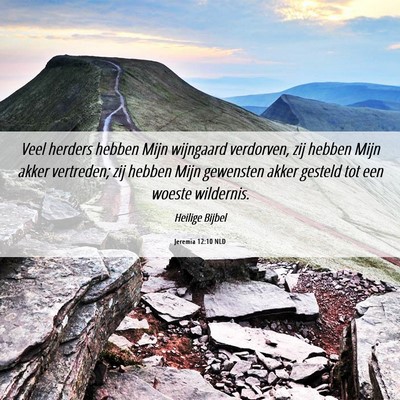 Picture 06 - Jeremia 12:10 NLD - Veel herders hebben Mijn wijngaard verdorven, zij - Bible Verse Picture
