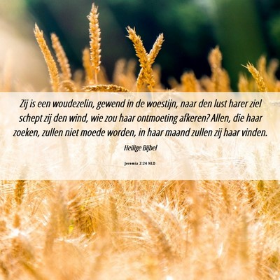 Picture 06 - Jeremia 2:24 NLD - Zij is een woudezelin, gewend in de woestijn, - Bible Verse Picture